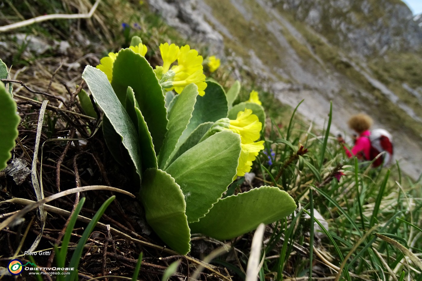 34 Orecchia d'orso (Primula auricula).JPG -                                